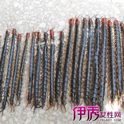 蜈蚣粉功效狗|蜈蚣粉的作用与功效